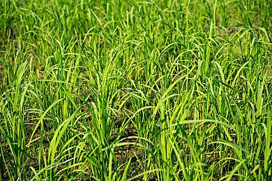 横轴射击游戏《阿斯忒里亚之翼》新预告片分享